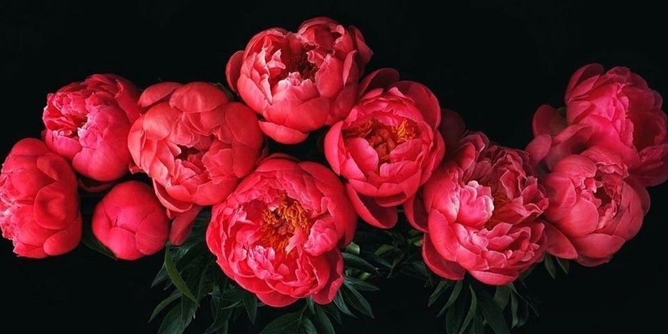 Peony Little Treasures of Yarn