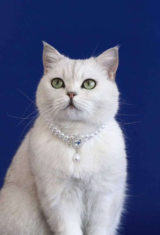 Screenshot 2025 11 14 112700